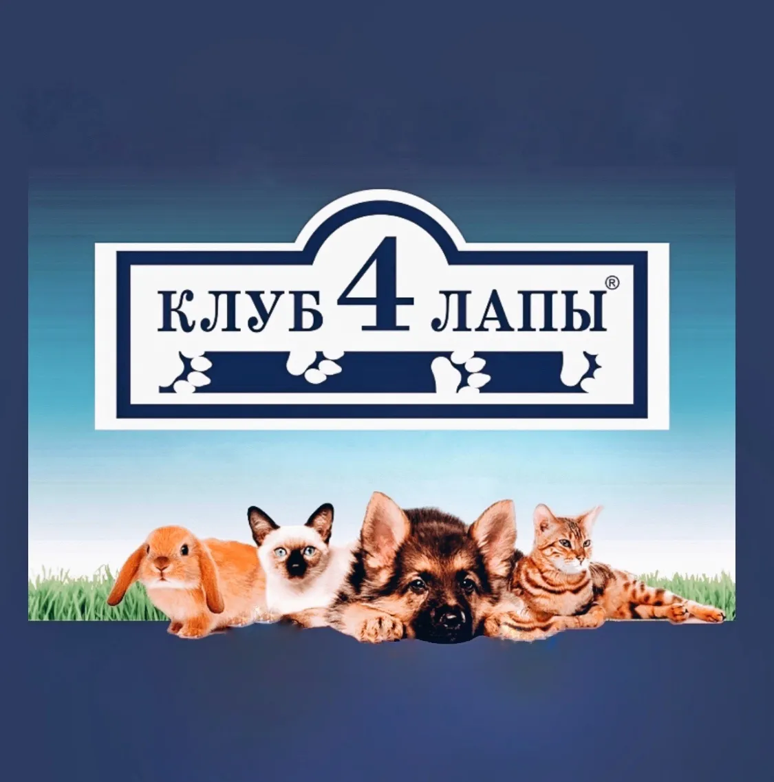 Клуб 4 лапы